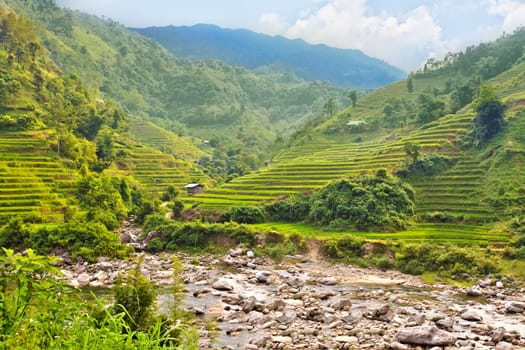 Green rice field terraces at nothern Vietnam