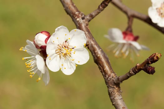 Blossom of apricot,close-up of a branch in spring