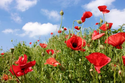 Summer poppy seeds with capsules