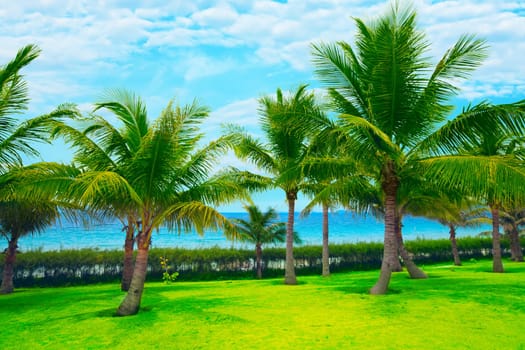 Tropical garden near the ocean