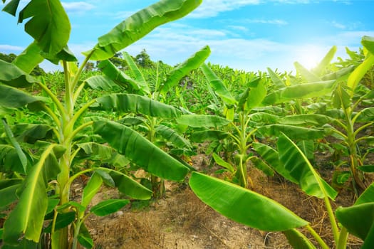 Banana plantation. Khanh Hoa province. Vietnam