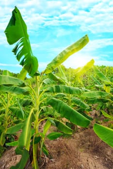 Banana plantation. Khanh Hoa province. Vietnam