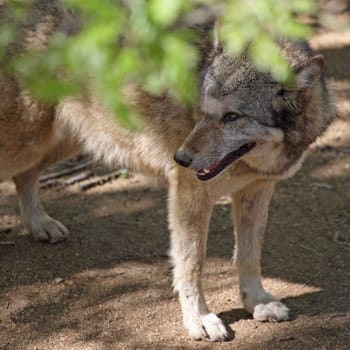 details of a gray wolf in captivity