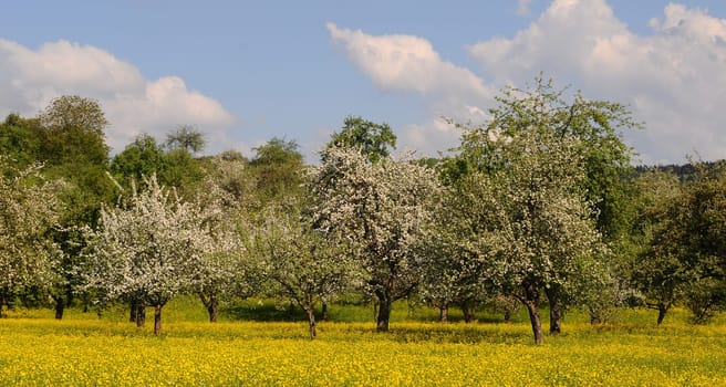 Tree blossom in the Welzheim Forest