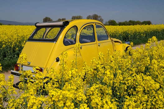 Rapeseed blossom