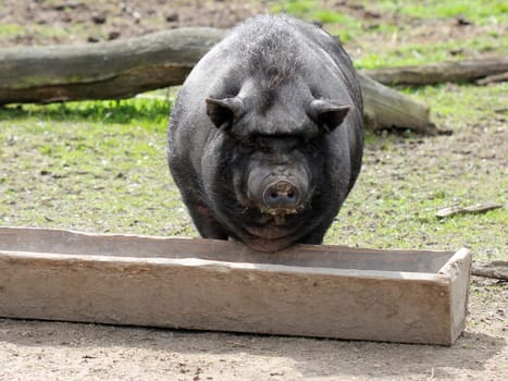 Pot-bellied pig at the feeding trough