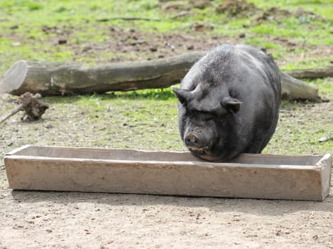 Pot-bellied pig at the feeding trough