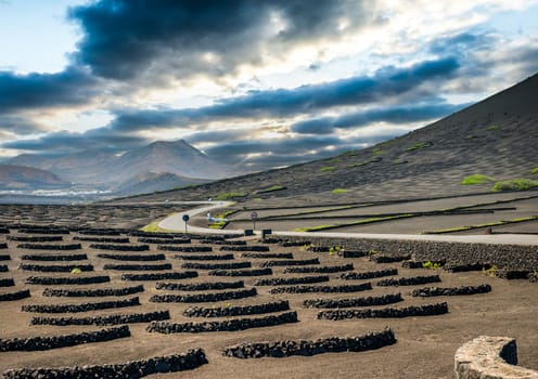 Vineyards in La Geria, Lanzarote, canary islands, Spain