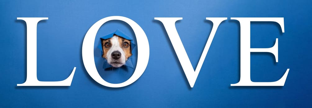 Funny jack russell terrier leans out of a hole on a blue paper background. Lettering love