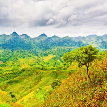 Mountain landscape. Corn field and tree on the foreground