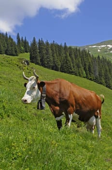 Simmental cow