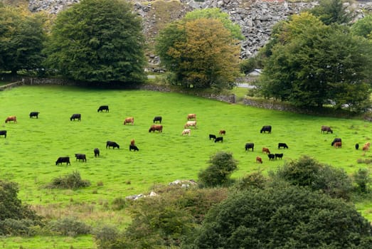 cows grazing on Dartmoor in Cornwall