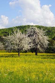 Tree blossom in the Welzheim Forest