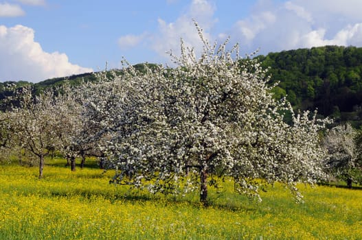 Tree blossom in the Welzheim Forest