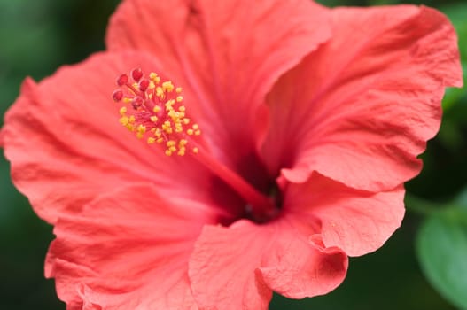 Close-up of a fiery red hibiscus flower with inflorescence