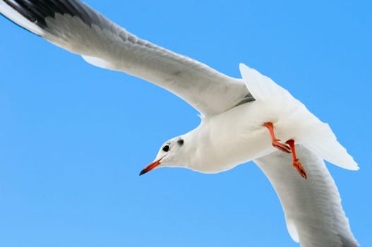 Aerial view (bottom view) of a black-headed gull in front of a blue sky