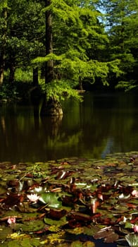 Westfalenpark Dortmund,Water Lily Pond