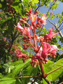 Flesh-red horse chestnut - Aesculus carnea 'rubicunda'