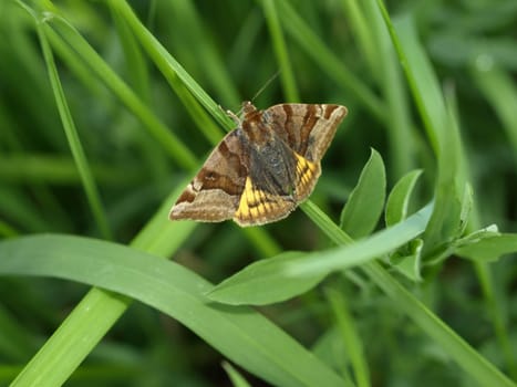 Burnet companion moth