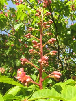 Flesh-red horse chestnut - Aesculus carnea 'rubicunda'