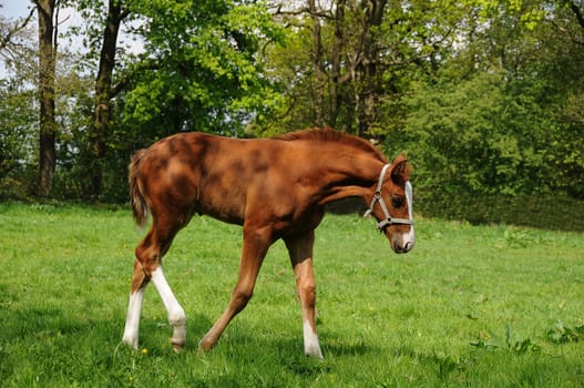 Foal