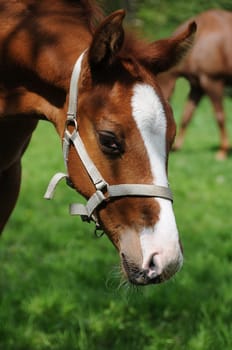 Foal