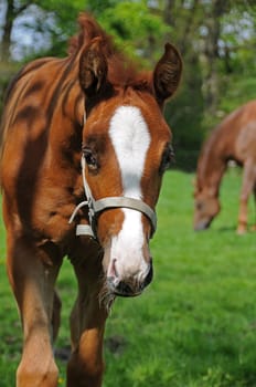 Foal