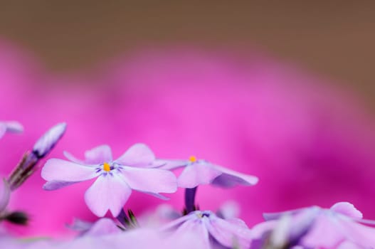 Spring Flowers