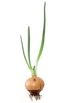 Onion  with  green sprouts isolated on white background