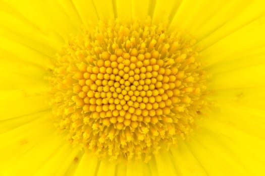 Floral background: Close-up shot of yellow daisy flower