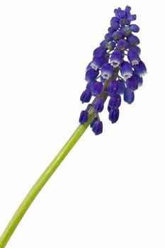 Beautiful blue flower isolated on white background