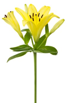 yellow lily flower isolated on white background
