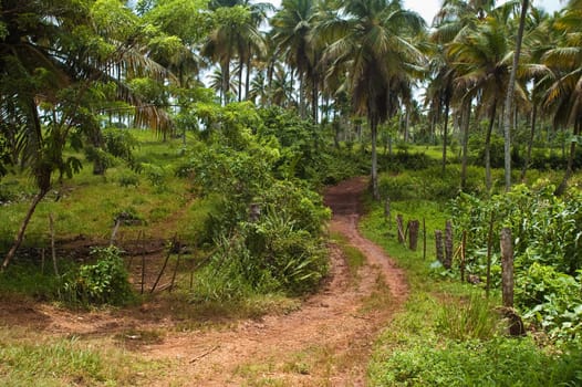 Road to Playa Rincon in the Dominican Republic