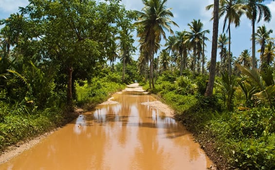 Road to Playa Rincon in the Dominican Republic