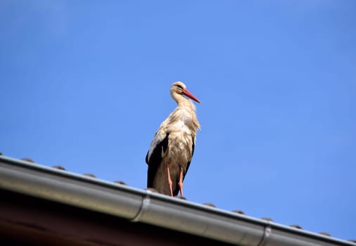 Storch