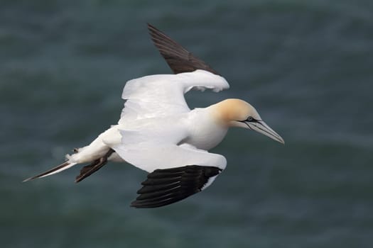 Gannets (Morus bassanus) in flight over the cliffs of Heligoland