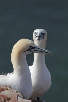 Courtship gannets (Morus bassanus) on Heligoland