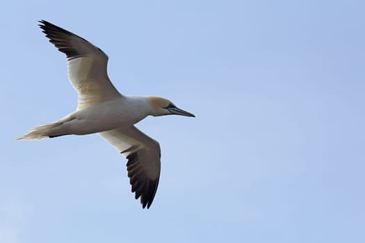 Gannets (Morus bassanus) in flight over the cliffs of Heligoland