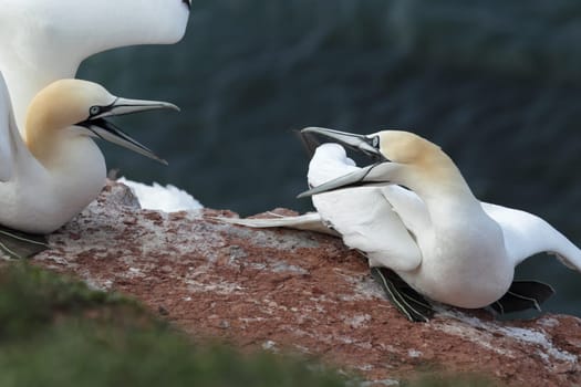 Two gannets (Morus bassanus) are fighting over their nesting site on Heligoland
