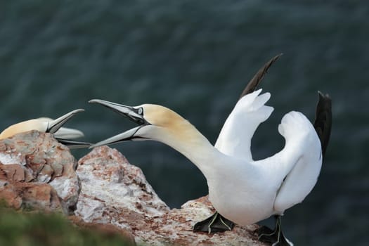Two gannets (Morus bassanus) are fighting over their nesting site on Heligoland