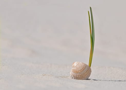 Shell and dune grass