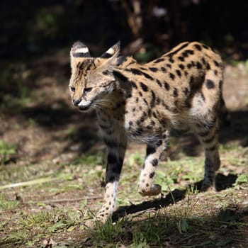 detail of a running serval in captivity