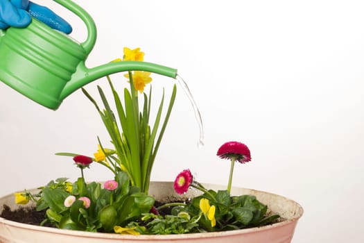 Freshly planted flowers are watered
