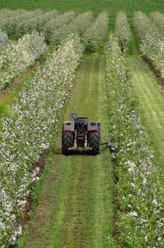 Orchard