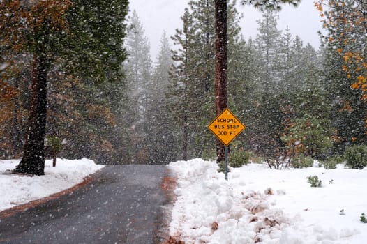 A single lane road with a sign notifying that there is a school bus stop ahead in the winter time with heavy snow starting to fall
