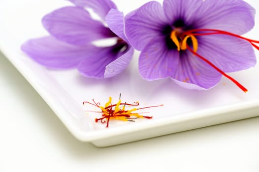 Fresh Saffron flowers known also as Crocus sativus used as a spice for flavoring and coloring food especially rice.