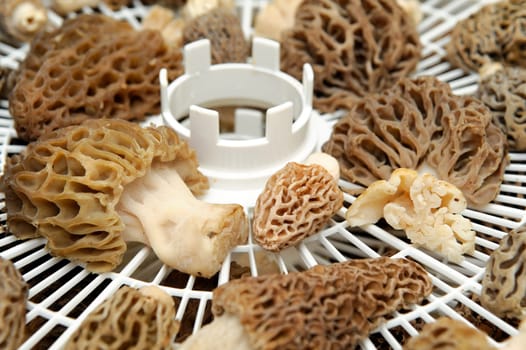 Morel mushrooms on a drying rack ready to be dried and stored for later use.