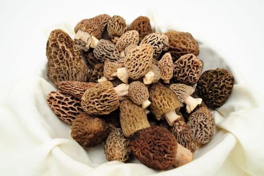 Morel&#039 s are distinctive mushrooms and appear honeycomb-like in that the upper portion is composed of a network of ridges with pits between them. The ascocarps are prized by gourmet cooks, particularly for French cuisine.