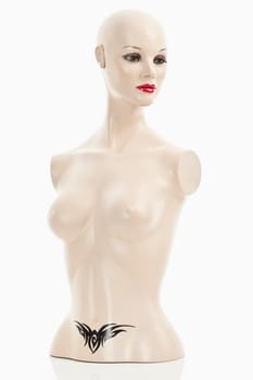 Torso