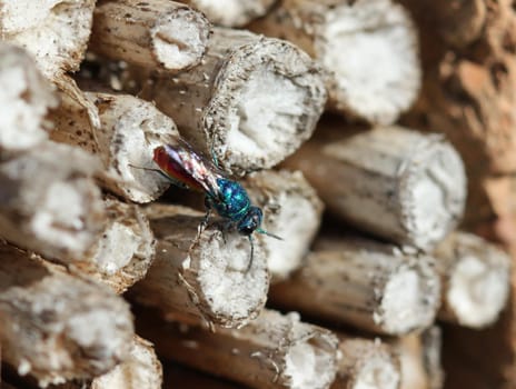 Fire golden wasp in the insect hotel